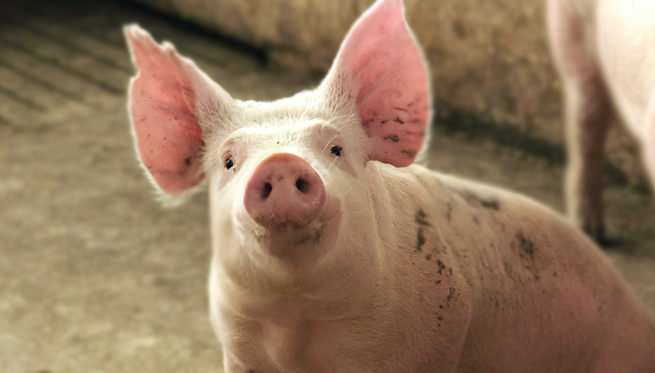 Reduces Post-Weaning Mortality